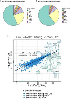 Proteomic analysis of peripheral nerve myelin during murine aging